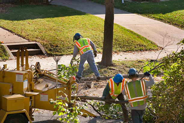 How Our Tree Care Process Works  in  Warrensburg, IL